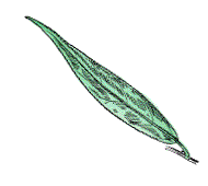 Leaves green on both surfaces; lower surface may be slightly paler than upper