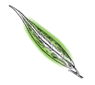 Leaves very narrow, only 1/4 to 5/8 inches wide