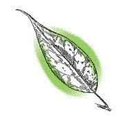 Leaves somewhat wider, 3/4 to 1 1/2 inches wide