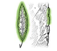 Leaves less than 4 times as long as wide; margins with only a few, shallow teeth