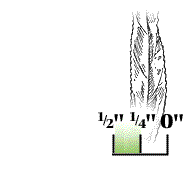 Leaves very narrow, only 1/4 to 1/2 inches wide; leaves typically droop