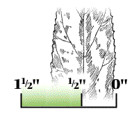 Leaves somewhat wider, 1/2 to 1 1/2 inches wide