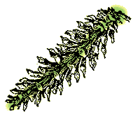 Cones mostly larger than 1"