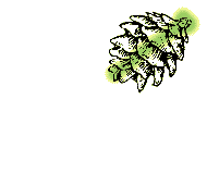 Cones small, mostly less than 1"