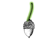 Acorn on long stalk 1.5" to 3" long