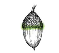 Cup without fringe, acorn short-stalked or without stalk