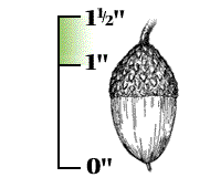 Acorns mostly 1" to 1.5" long