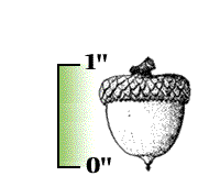 Acorns generally no more than 1" long