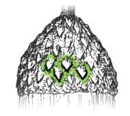 Cup scales hairy and DO NOT overlap