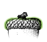 Cup scales not swollen, mostly flat