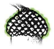 Cup scales swollen, warty looking