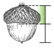 Deep cup, covers about 1/2 of the acorn