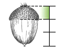 Not-so-deep cup, covers only about 1/3 of the acorn