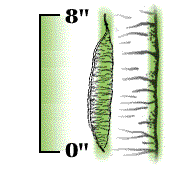 Pod nearly straight, edges not wavy, usually less than 8" long