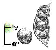 Pod heavy and woody; seeds large, about 1/2" long