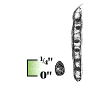 Pod light with thin walls; seeds small, 1/4" or less in length