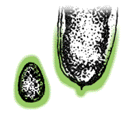 Pod tapers abruptly to rounded or pointed ends, seeds kidney-shaped