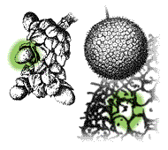 Fruit consists of seeds packed together in tight units