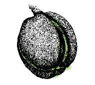 Fruit (a nut) enclosed by husk