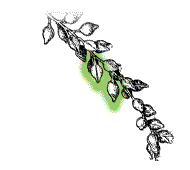 Fruit in small capsules, clustered along short, narrow stems