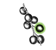 Fruit naked, without husks or capsules