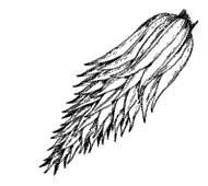 Cone somewhat soft and fleshy