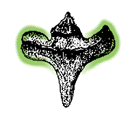 Each scale of the cone with 2 side wings, or may seem unwinged