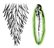 Single scales long and narrow, about 1/4 as wide as long; scales mostly flat