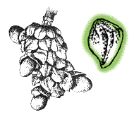 Single scales ovoid to round, at least 1/2 as wide as long; scales thickened, giving cone a knobby or lumpy appearance