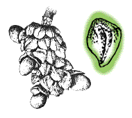 Scales somewhat elongate