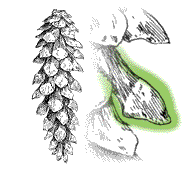 Scales more or less thickened