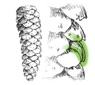 Scales not thickened, almost paper-thin