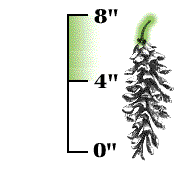 Cones 4" to 8" long, with long stem