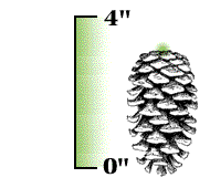 Cones less than 4" long, stem short or lacking