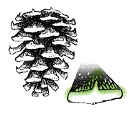 Cone scales with spines (prickles)