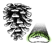 Cone scales without spines, or with very small, indistinct prickles