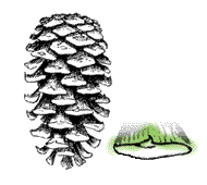 Cones oblong, spines very slender, sometimes lost