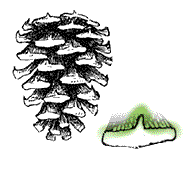 Cones more egg-shaped, thick-based spines conspicuous