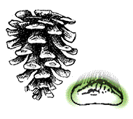 Scales with raised, pyramid-shaped tips that sometimes bear small, indistinct spines