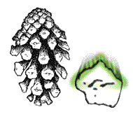 Outer surfaces of scales smooth rounded, without raised tips as above