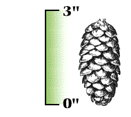 Cones less than 3" long