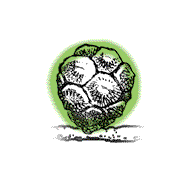 Cones mostly round, about 1" in diameter, scales mostly without tips