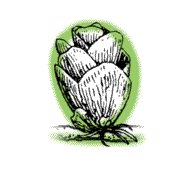 Cones rounded, but longer than wide, ½" to 1" long, stands upright on tree branch, may cling for several years, scales with tips