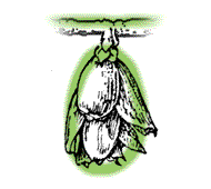 Cones oblong, hangs downward from tree branch