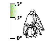 Cones 0.3" to 0.5" long