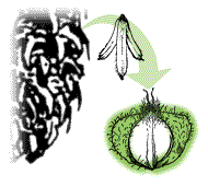 Each seed with conspicuous wings; cones fragile, fall apart at maturity