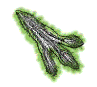 Seed with hairy wings (use lens again)