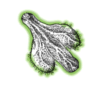 Seed wings mostly smooth (use lens again)