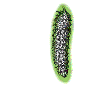 Cone long and narrow, cone usually hangs downward