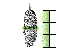 Cone about three times as long as wide